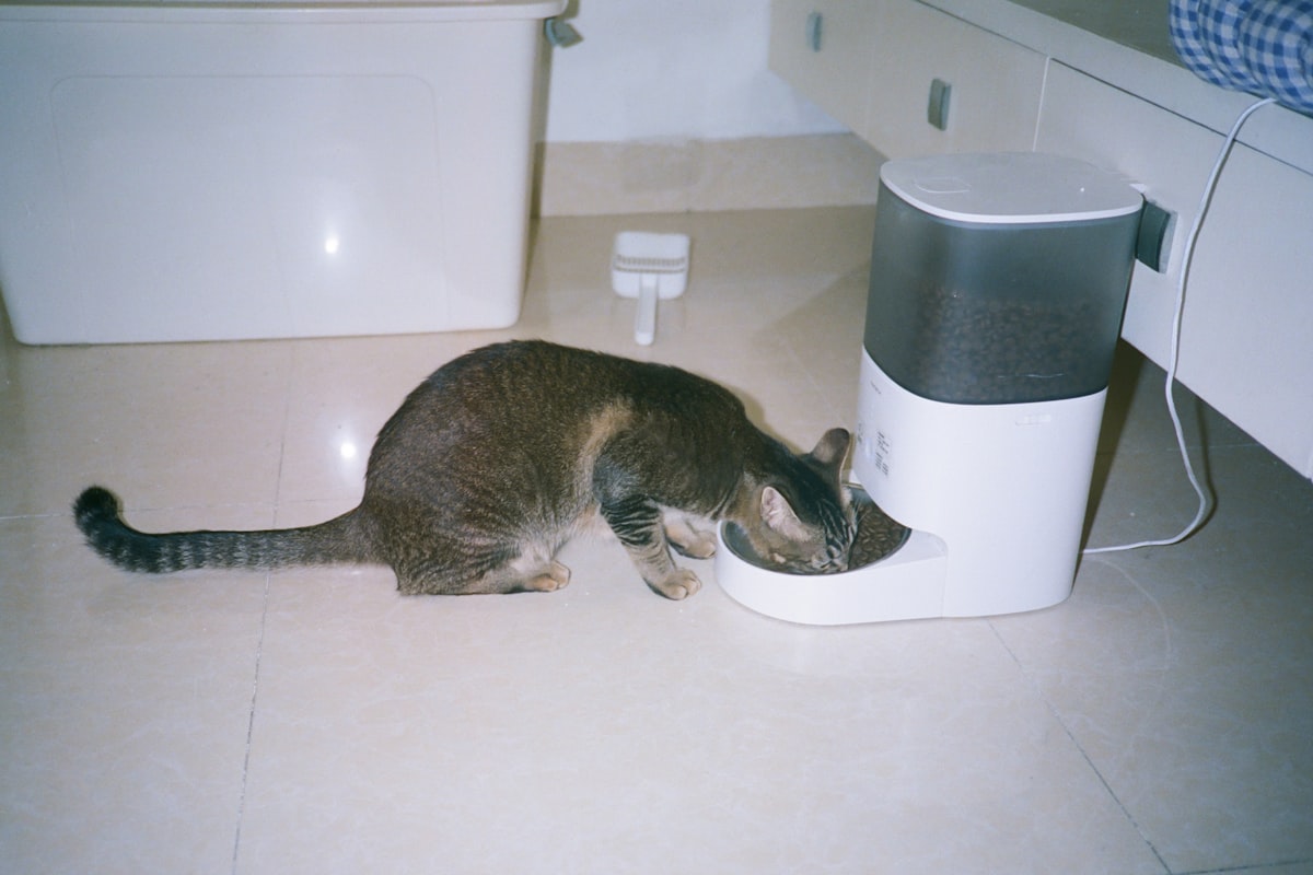 Happy dogs and cats receiving care