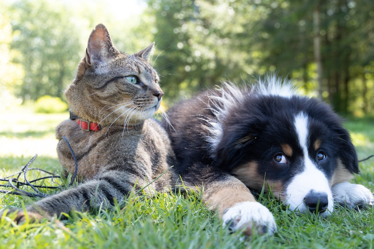 Expert pet care advice and guidance