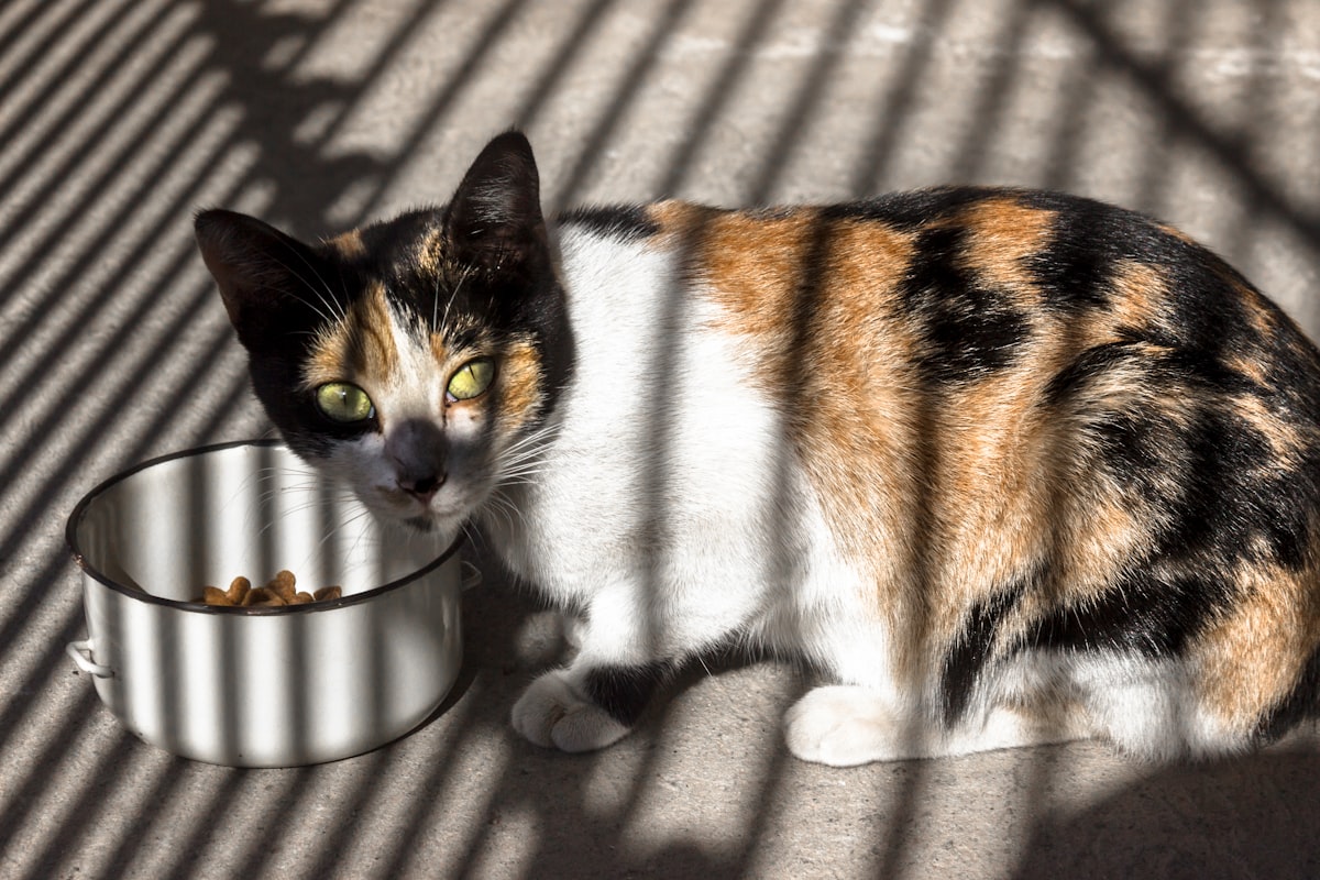 Cat in a comfortable home environment