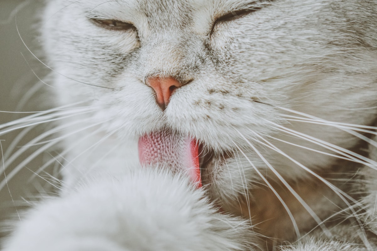 Pet nutrition and healthy diet preparation