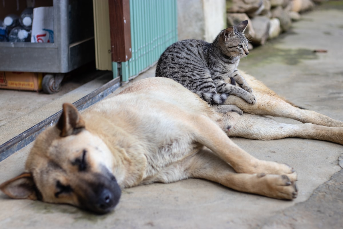 Multi-pet household living in harmony