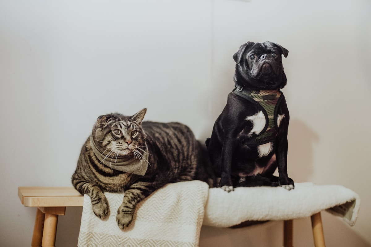 Dog breed characteristics