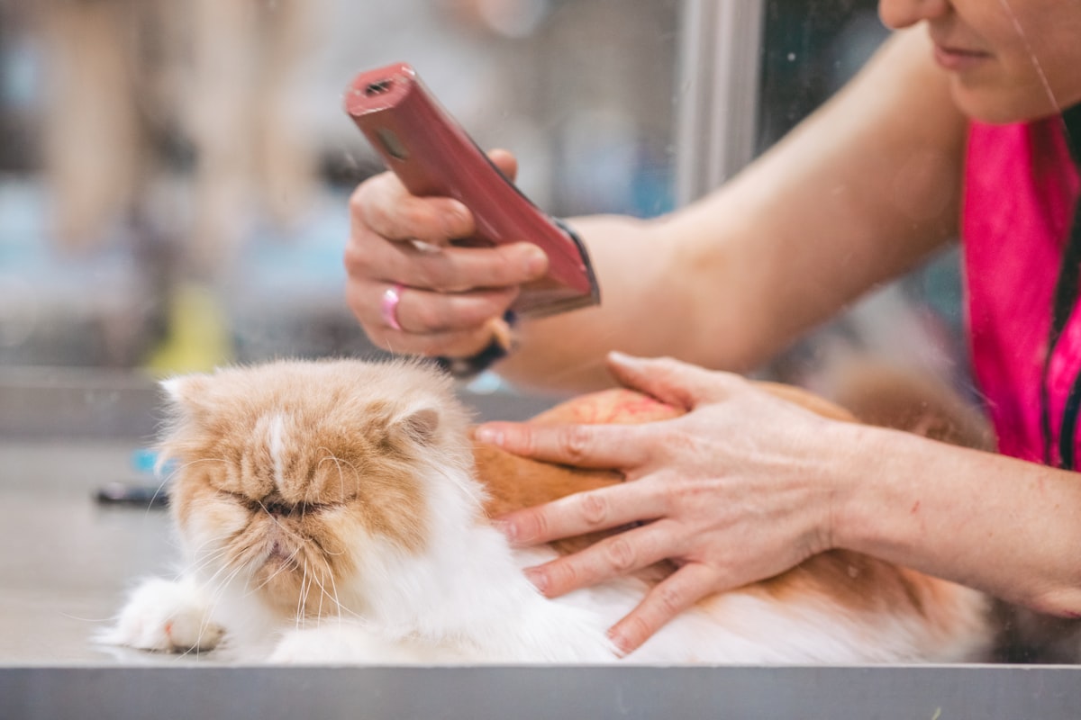 Cat nutrition tips